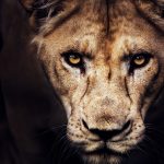 fear
